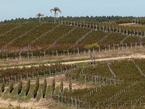 Weinbauanlage in den USA